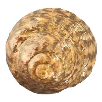 Dalian seafood snail sf aging