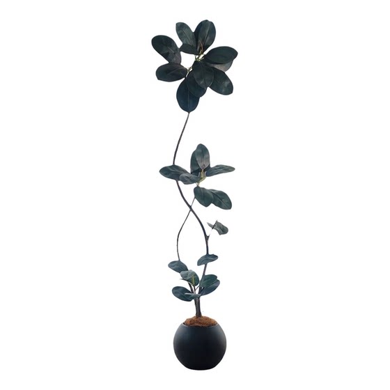 Simulated green plant black diamond rubber tree living room interior