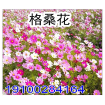 Gesang flower seeds cosmos sunflower seeds wildflower lawn four-season sowing flowering seed seedling combination