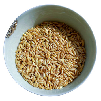 Xishutang pigeon food, parrot, beautiful plumage, fat bird food