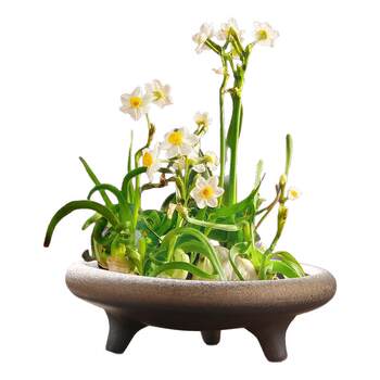 Non-Porous Bowl Lotus Special Pot Cylinder Copper Money Grass Water Lily Narcissus Flower Pot Money Grass Hydroponic Plant Ceramic Pot Desktop