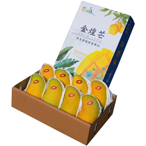 Fruit Jinhuang Mango Narcissus Mango Seasonal Gift Box Hainan Specialty Large Mango 10 Fresh Full Box Seasonal