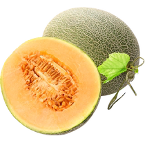 Hayan Ice Cream Web Textured Honeydew Melon 10 Catty Melon When Season Fresh Fruit Hami Melon and Delicly Haiang Honeydew