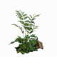 High-end simulated green plant indoor fern tree landscaping combination