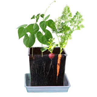 Children's plant growth observation window root system transparent box elementary school students planting diary small potted vegetable planting toy set