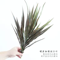 Твердый кофейный зеленый меч орхидеи