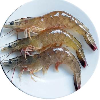 Cruiser star fresh sea-caught extra large prawns
