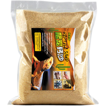 Tortoise crawls on sand bedding, maned lion, desert gecko