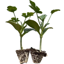 2k Watermelon marry seedling Seedlings Kirin 8424 seedlings Seedlings Potted Seedless Seedless Fry vegetable Miao Fry Balcony South Cultivation