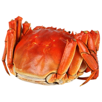 Crabes vivants 10 crabes poilus frais extra grands crabes mâles et femelles spot fruits de mer produits aquatiques coffret cadeau Yangcheng Lake Town