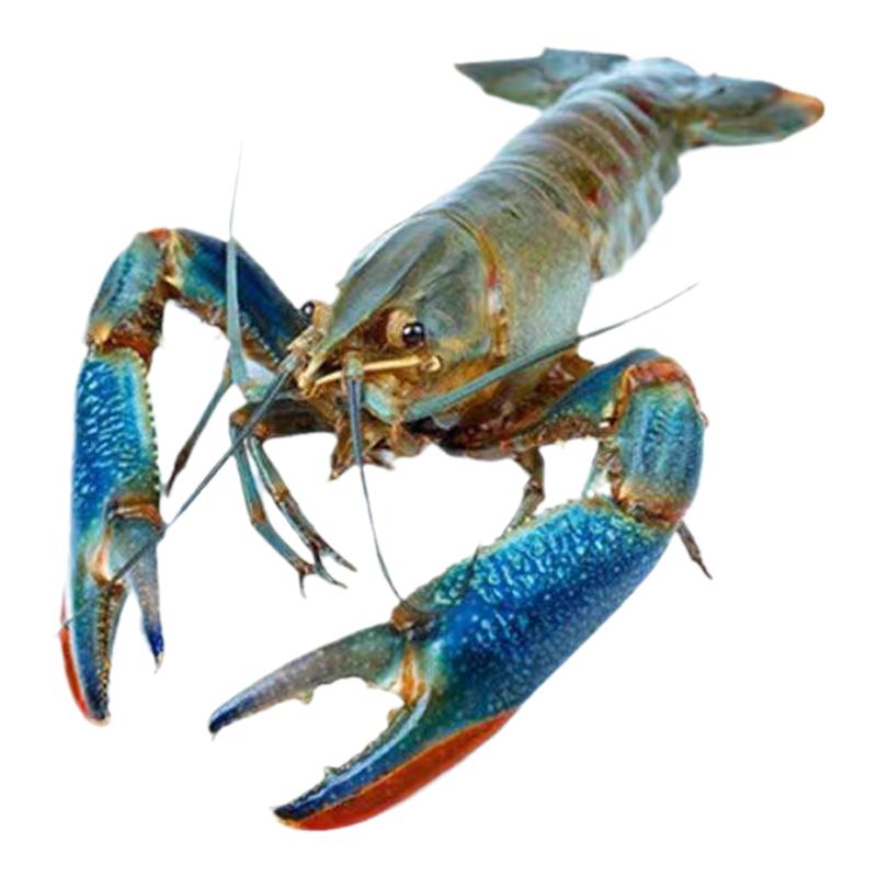 Freshwater crayfish fresh blue lobster