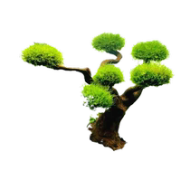 Moss tree fish tank landscaping to welcome guests Brazilian tree tree of life special skeleton for grass tank complete set of Moss tree finished products