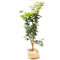 Tree grape Miao fruit tree Garg fruit Miao Zhengzong Chabaqaobao South Northern Four Seasons Courtyard Name Gui Planting Potted Plants