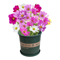 Cosmos flower seeds Gesang flower seeds colorful four-season sowing and blooming easy-to-live courtyard outdoor flower seeds