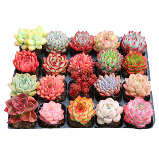 Beginner's package for succulent plants