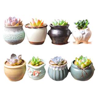 Hot selling over 260w basin, the best choice for succulent people