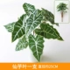 Fairy Taro Leaf