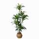 High-end large simulated green fake plant bonsai Brazilian wood