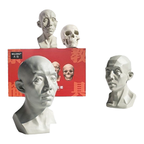 Milon resin sketch teaching aids head is a skull muscle human head youth original youth block sculpture ornaments plaster sketch model