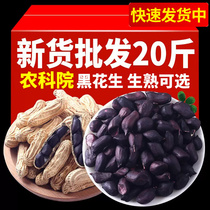 Yunnan black peanuts 20 pounds Puer specialty fresh shelled raw fried cooked dried peanuts black skinned peanut seeds