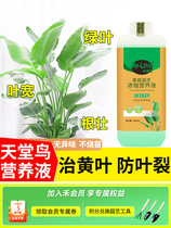 Special fertilizer for birds of paradise Strelitzia reginae Monstera deliciosa leaf fertilizer plant universal nitrogen phosphorus and potassium nutrient solution