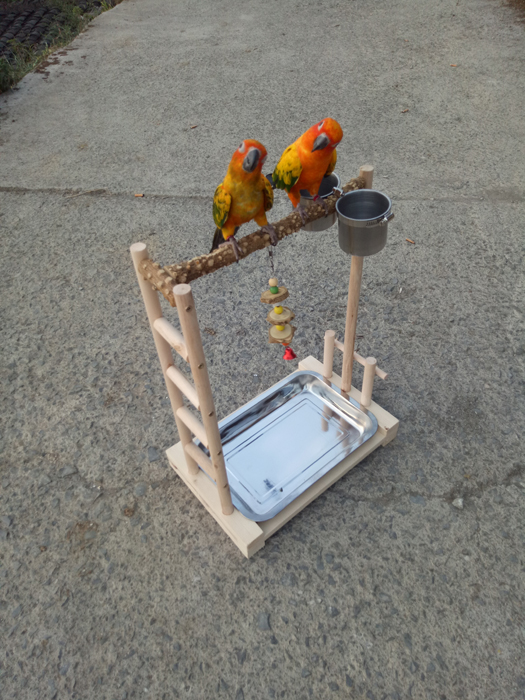 2018 sản phẩm mới xem máu fly pepper chim xanh đứng lồng chim đứng đứng cực parrot đứng và nguồn cung cấp chim lồng choè
