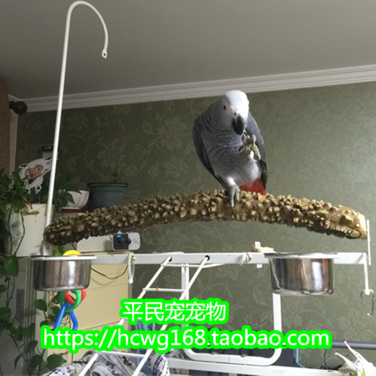 Xem máu fly trạm thanh thrush thanh hạt tiêu gỗ chim thanh cá rô đứng stick đứng chim và chim lồng nguồn cung cấp con vẹt lồng tắm chim