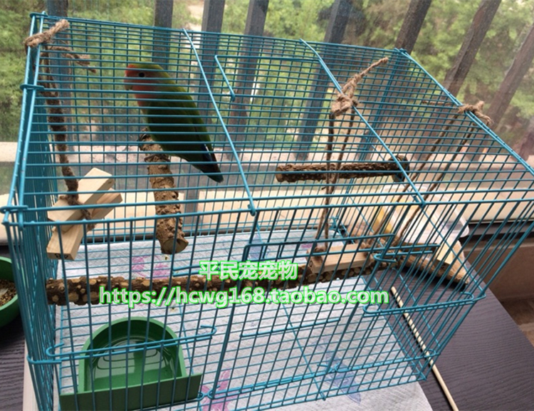 Xem máu fly trạm thanh thrush thanh hạt tiêu gỗ chim thanh cá rô đứng stick đứng chim và chim lồng nguồn cung cấp con vẹt lồng tắm chim