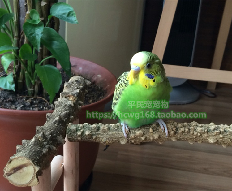 Xem máu fly trạm thanh thrush thanh hạt tiêu gỗ chim thanh cá rô đứng stick đứng chim và chim lồng nguồn cung cấp con vẹt lồng vẹt