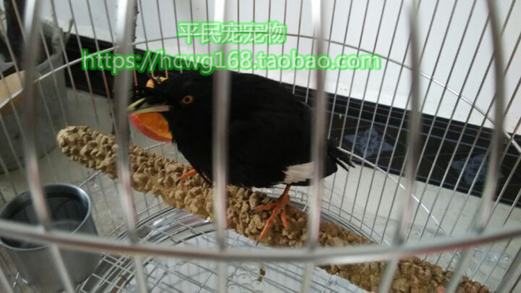 Xem máu fly trạm thanh thrush thanh hạt tiêu gỗ chim thanh cá rô đứng stick đứng chim và chim lồng nguồn cung cấp con vẹt lồng vẹt