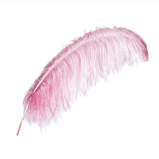 Student specimen peacock ostrich bird tail pheasant