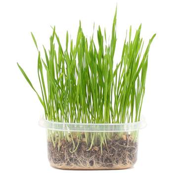 cat grass hydroponic cat grass seed cat mint cat snacks for cats , cat grass set to remove hair balls and ທາດບໍາລຸງດິນ