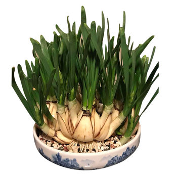 Authentic zhangzhou narcissus potted plants special winter hydroponics
