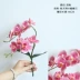 Hoa Dream Valley Phalaenopsis Hoa giả Hoa giả Phòng khách Hoa bonsai Trang trí hoa mới Trang trí nhà mới - Hoa nhân tạo / Cây / Trái cây lan gia hac Hoa nhân tạo / Cây / Trái cây