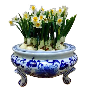 Zhangzhou narcissus bulb hydroponic potted single petal winter