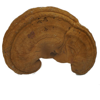 Changbai Mountain semi-wild pruned red Ganoderma lucidum 500g