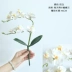 Hoa Dream Valley Phalaenopsis Hoa giả Hoa giả Phòng khách Hoa bonsai Trang trí hoa mới Trang trí nhà mới - Hoa nhân tạo / Cây / Trái cây lan gia hac Hoa nhân tạo / Cây / Trái cây