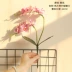 Hoa Dream Valley Phalaenopsis Hoa giả Hoa giả Phòng khách Hoa bonsai Trang trí hoa mới Trang trí nhà mới - Hoa nhân tạo / Cây / Trái cây lan gia hac Hoa nhân tạo / Cây / Trái cây