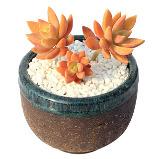 Green plant novices are good to raise succulents in pots and soil