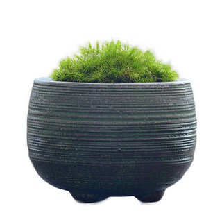 Fresh moss micro landscape ecological bottle diy white hair moss bonsai rockery decoration water and land tank plant material moss