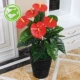 Cây giả mô phỏng cây trồng trong chậu trồng cây phòng khách lớn hoa giả trong nhà cây xanh nhựa trang trí hoa mô phỏng cây - Hoa nhân tạo / Cây / Trái cây cây giả