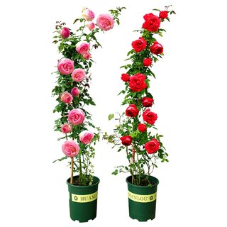 Rose seedlings, climbing vines, blooming in all seasons, extra large rose plants