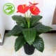 Cây giả mô phỏng cây trồng trong chậu trồng cây phòng khách lớn hoa giả trong nhà cây xanh nhựa trang trí hoa mô phỏng cây - Hoa nhân tạo / Cây / Trái cây cây giả