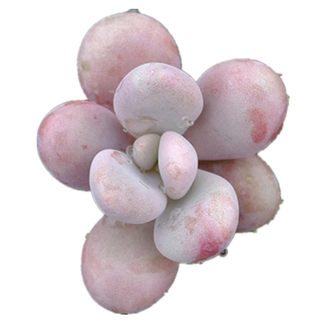Succulent plant peach egg pink blades are full of imported plant radiation -proof multi -meat potted plants