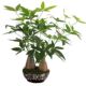 High-end money tree living room floor-standing bonsai plastic flower