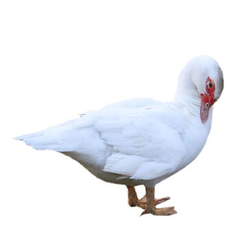 Farmer's red-faced muscovy duck, young old duck, fresh