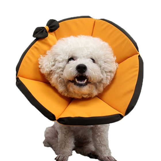 Elisabeth Circle Golden Retriever Anti-Licking Teddy Kitten Neutered