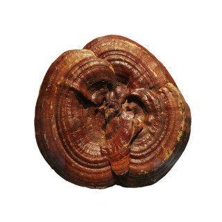 Pure wild and authentic Ganoderma lucidum from the mountains of Shennongjia, Sichuan