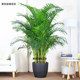 Sanwei sunflower potted Phoenix tail bamboo green plant indoor large plant potted flower formaldehyde-absorbing air purifying plant