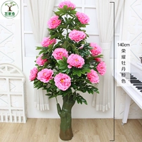 1,4 метра славы Peony Pink (без горшка)